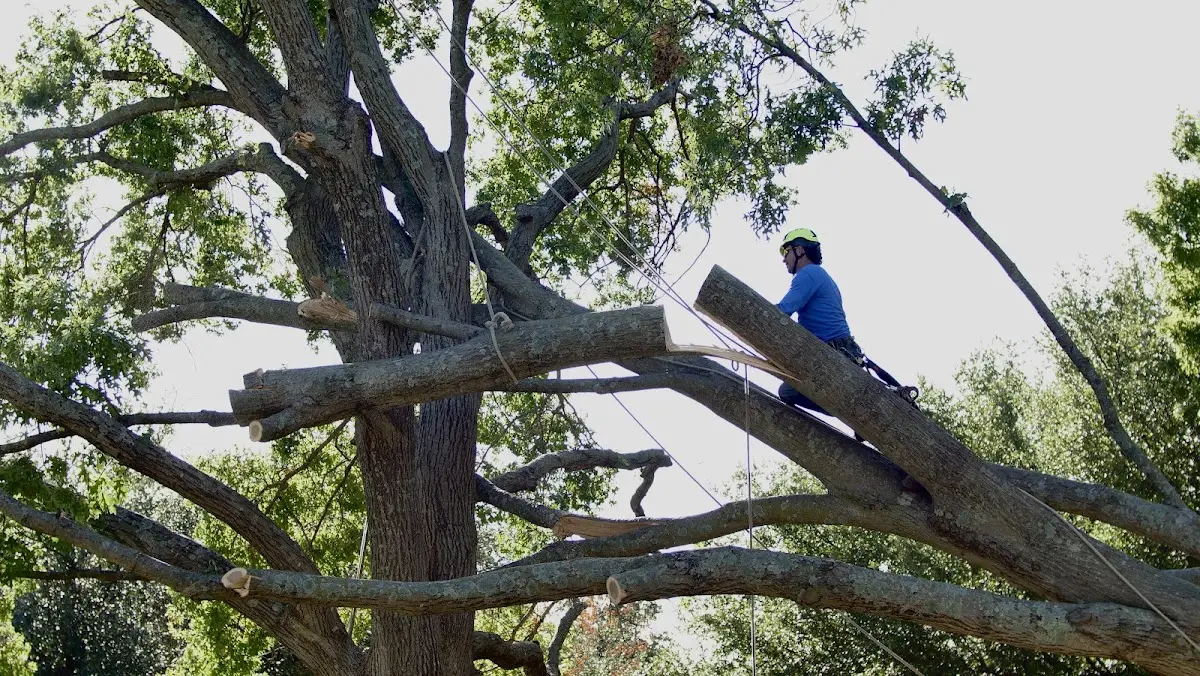 Professional Hazardous Tree Removal performed by certified arborists in Guysville