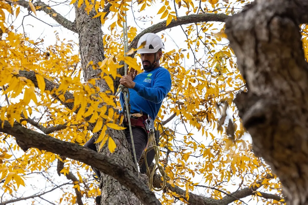 Skilled Emergency Tree Service crew working in Guysville