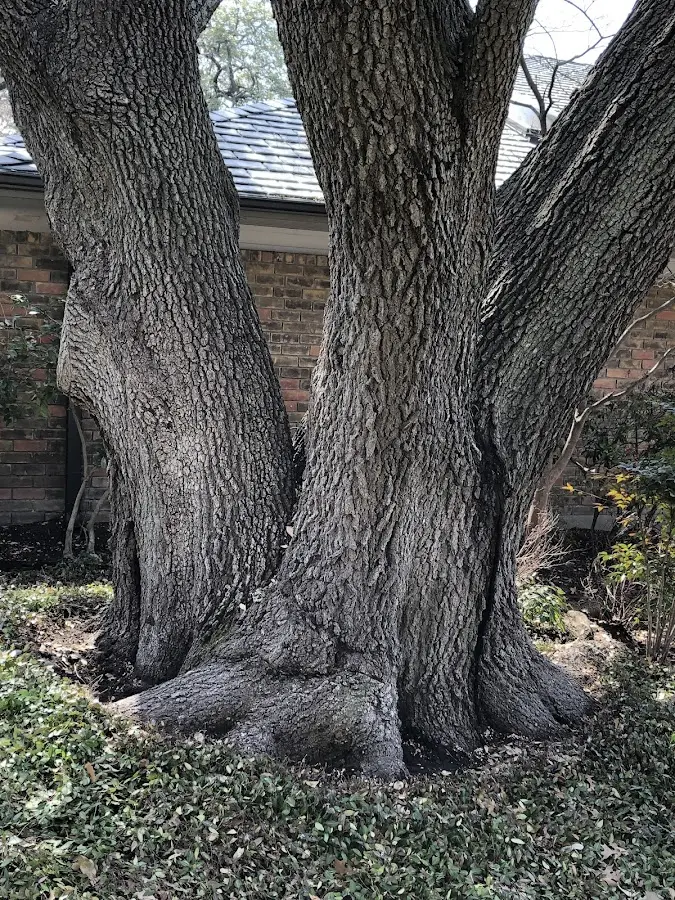 Mature heritage tree close to a Guysville property cared for by certified arborists